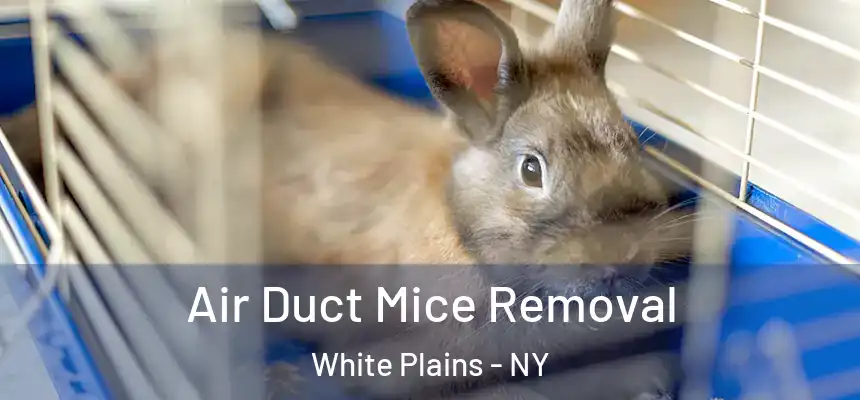 Air Duct Mice Removal White Plains - NY